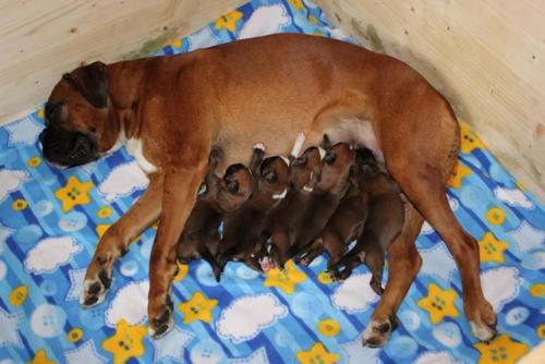 177 elsa mit a-wurf von alten standesamt