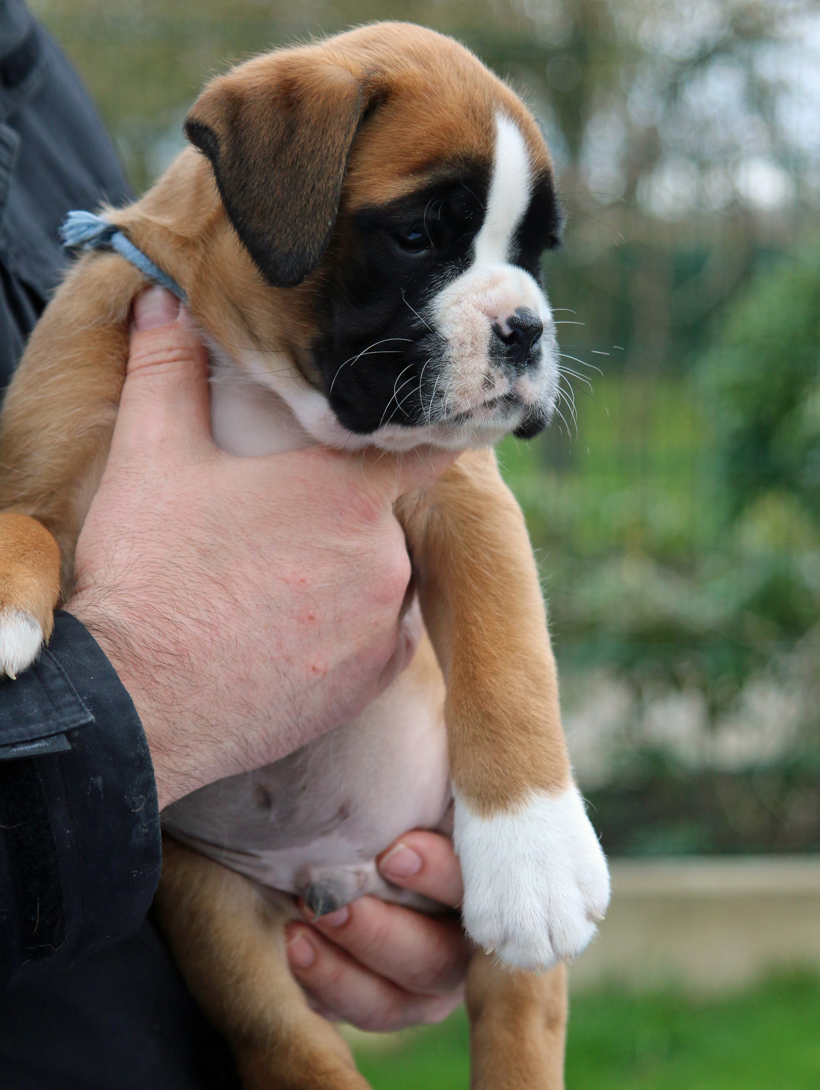 1x oakheart IMG_2261 kl