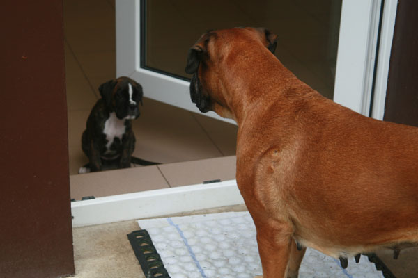 6w cobra florenzia kl