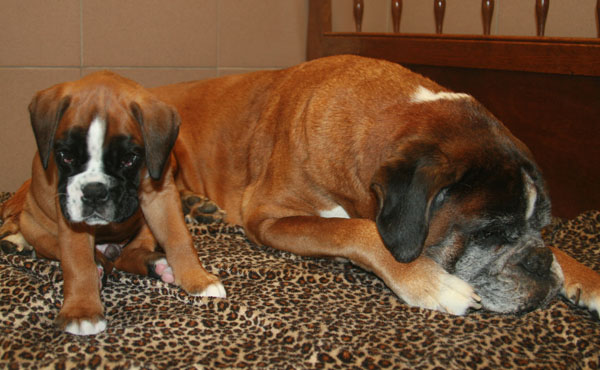 6w darwin florian kl