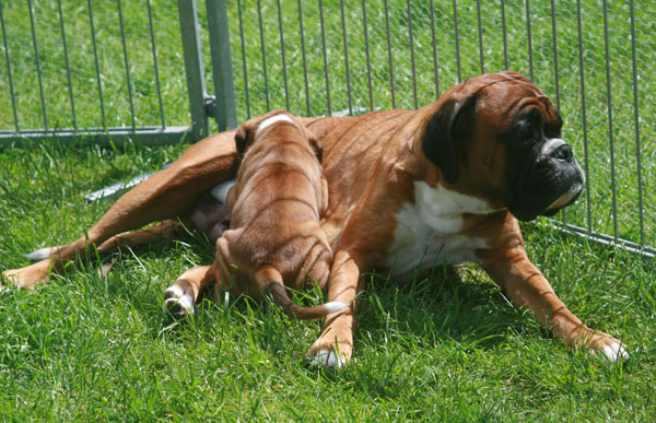 6w donella trinken kl