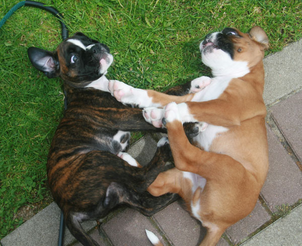 6w falco florenzia kl