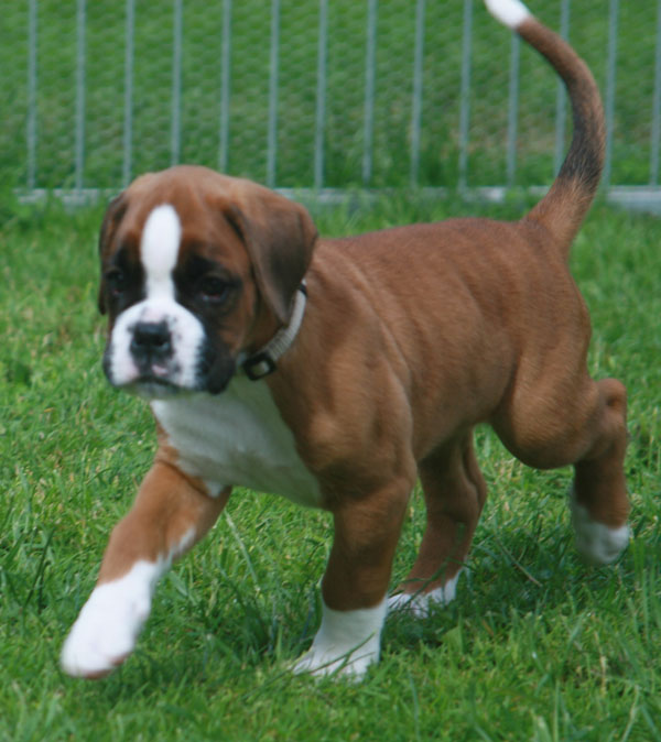 6w falco halsband kl