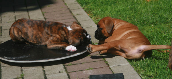 6w finley findus  kl