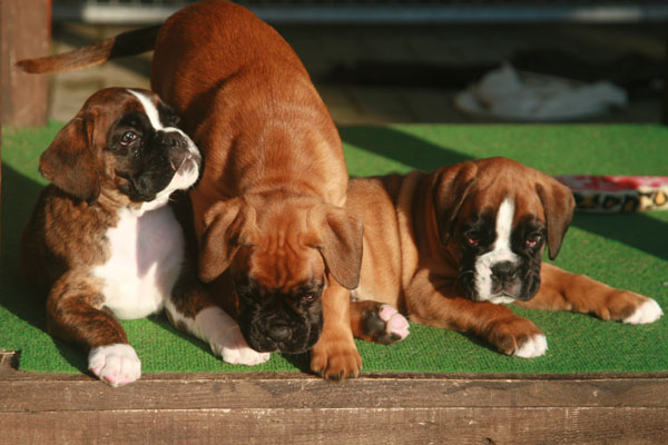 6w finley findus florian kl