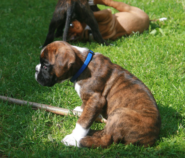 6w finley halsband kl