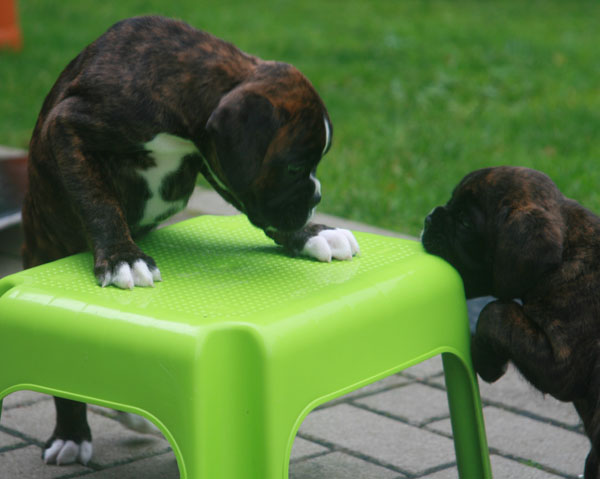 6w florenzai frieda kl