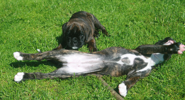 6w florenzia frieda kl