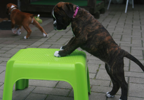 6w forenzia halsband kl