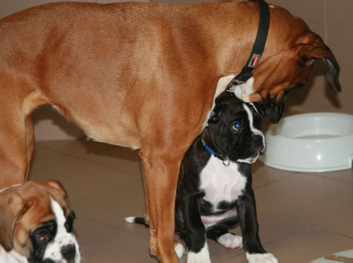 8w donella edda klein