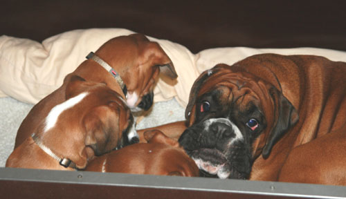 8w donella in kiste klein