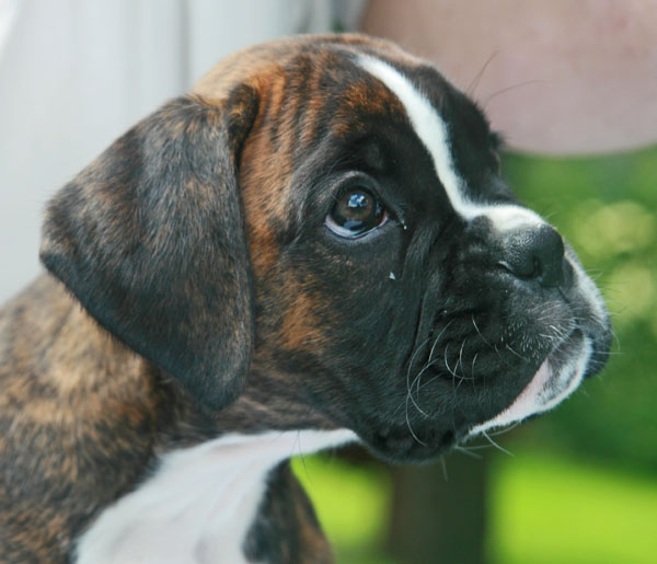 9w florenzia kopf 2 kl