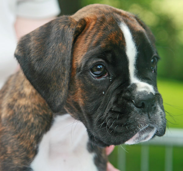 9w florenzia kopf  kl