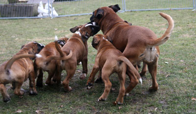 9w toben mit cobra klein