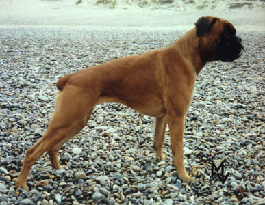 Anuschka vom Brmchen