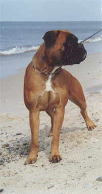 Anuschka vom Brmchen