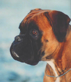 Anuschka vom Brmchen