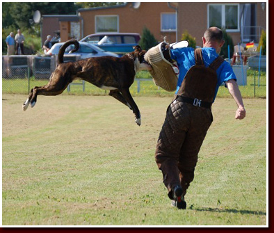 Aristo-Schutzdienst-20M