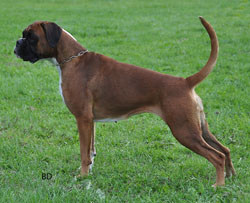 BD-Carmen2 kk BD-Carmen2 kk