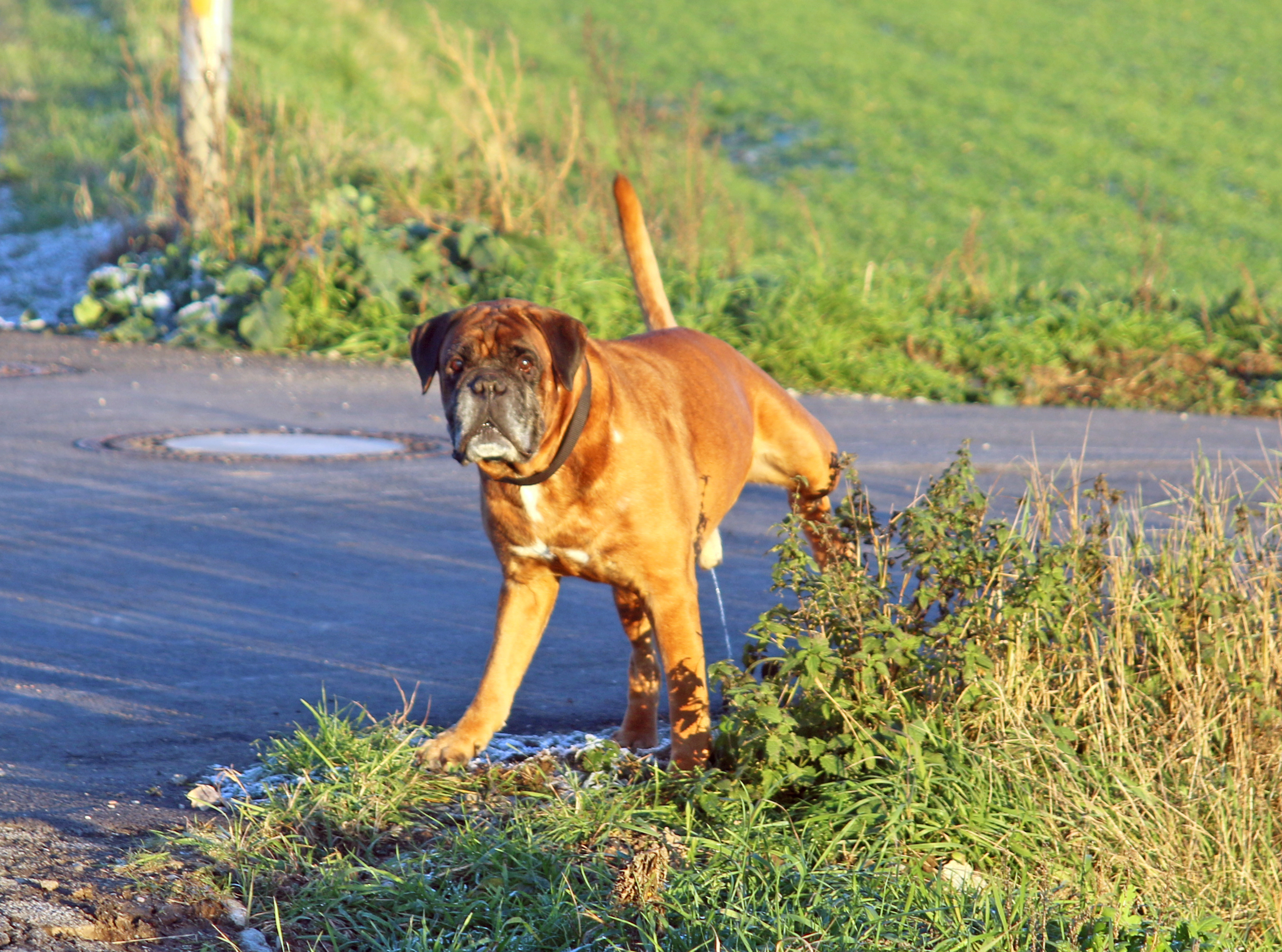 Balino`s 10. Geburtstag 1