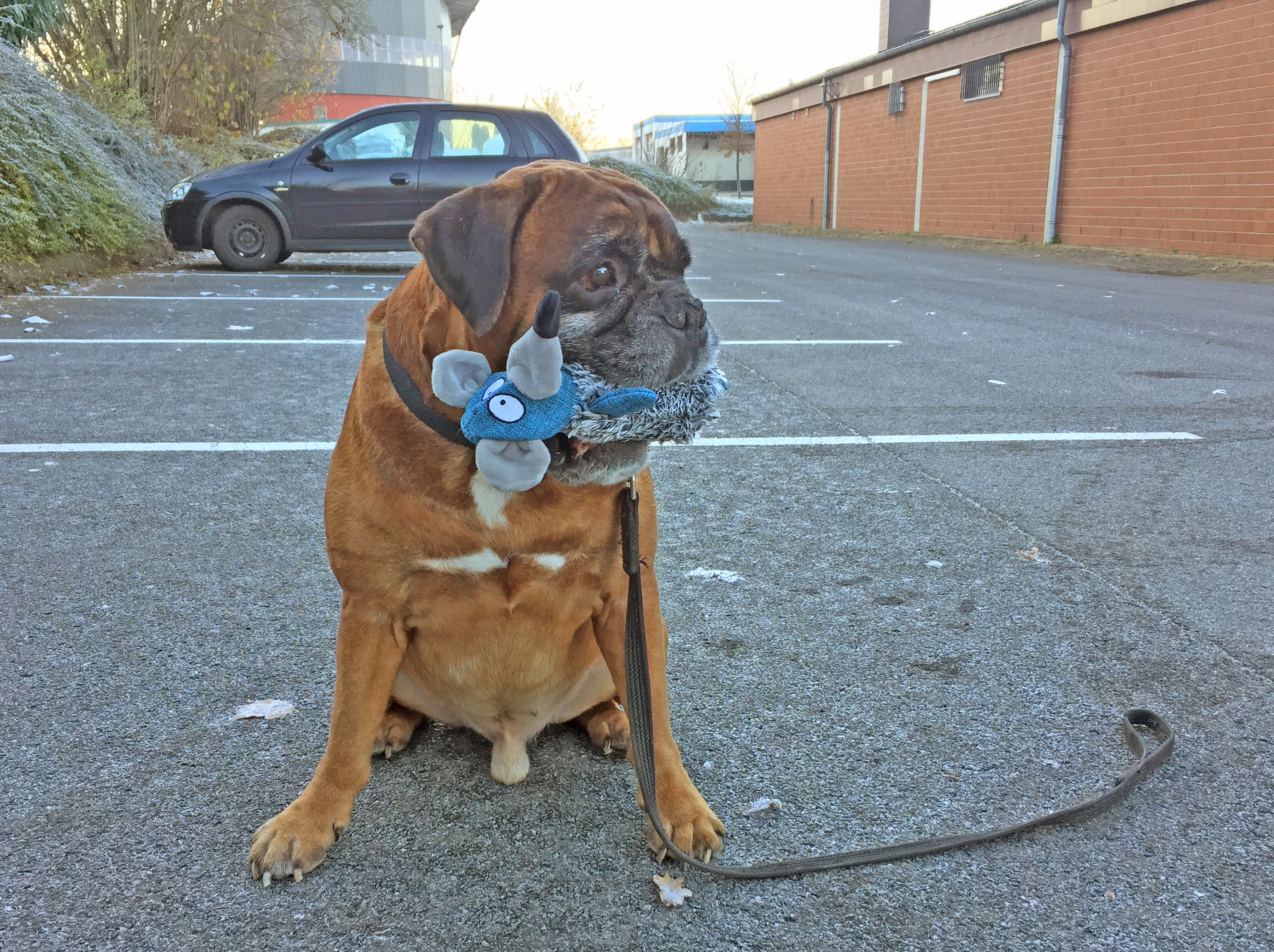 Balino`s 10. Geburtstag 5