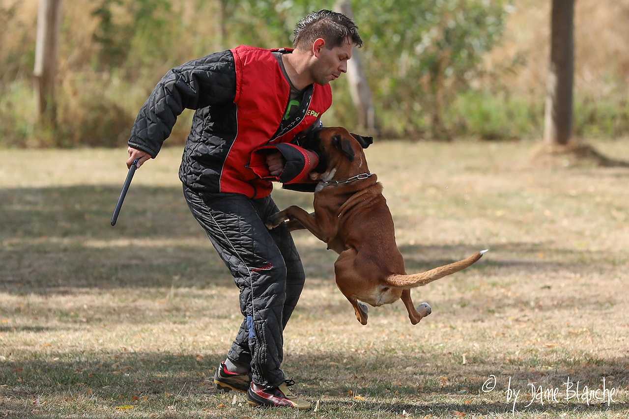 Boxer-Klub -Schutzdienst 