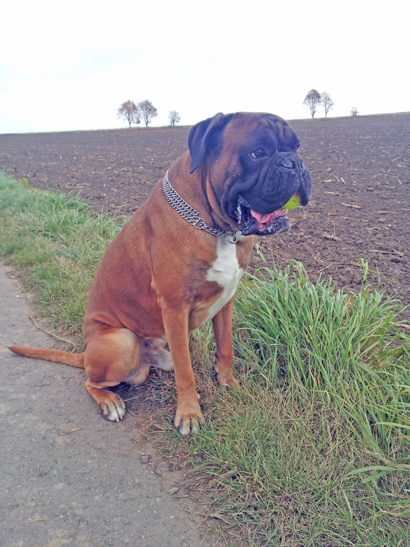 Campino vom Brmchen klein