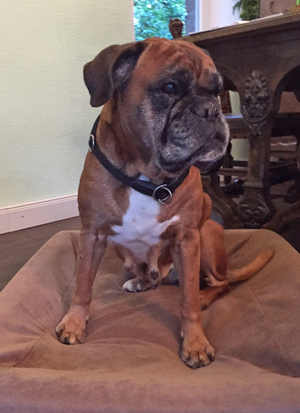 Cobra 12 Jahre kl kl Cobra 12 Jahre kl kl