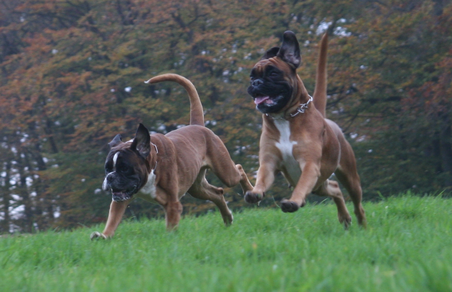 Cobra von Cujo mit Darwin vom Hause Lievre