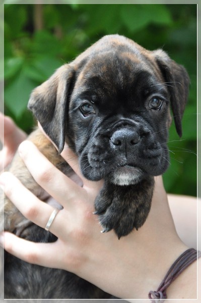 D-Wurf-7WochenDana161