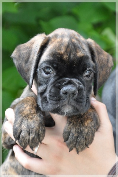 D-Wurf-7WochenDanja164