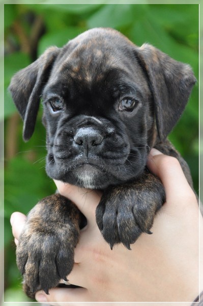 D-Wurf-7WochenDeena170