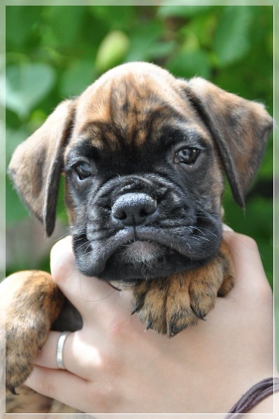 D-Wurf-7WochenDegenhard144