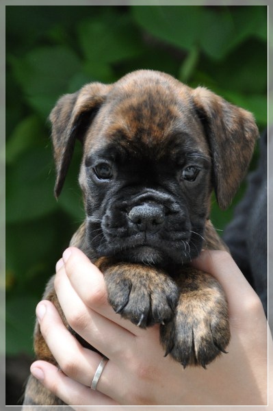 D-Wurf-7WochenDelu155