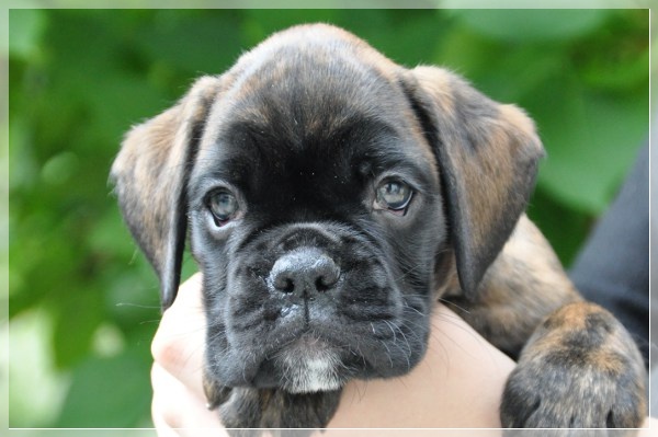 D-Wurf-7WochenDjamila180