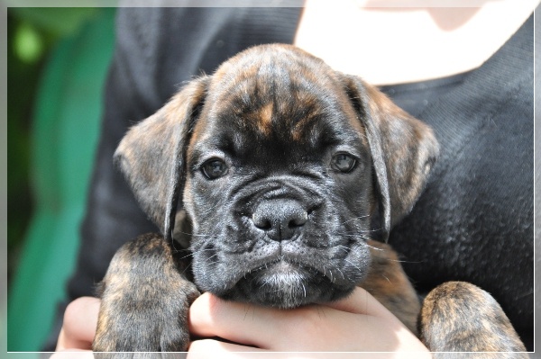 D-Wurf-7WochenDjango151