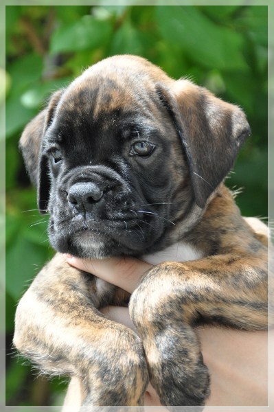 D-Wurf-7WochenDuke147