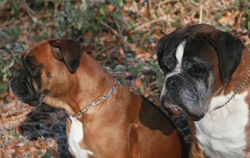 Darwin-vom-Hause-Lievre-----ww6iWOesrbfR4vTKE04a18gCrqNQXdmE_4tlQDaaD6g,