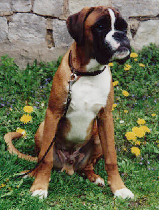 Darwin vom Hause Lievre