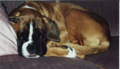 Darwin vom Hause Lievre