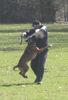 Darwin vom Hause Lievre