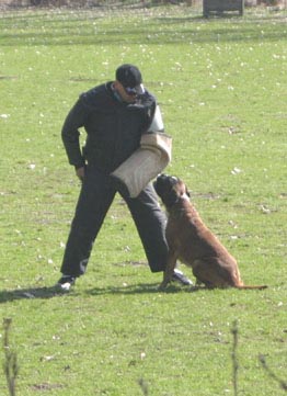 Darwin vom Hause Lievre