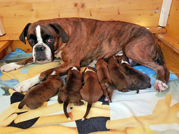 Derricks Welpen 49706529