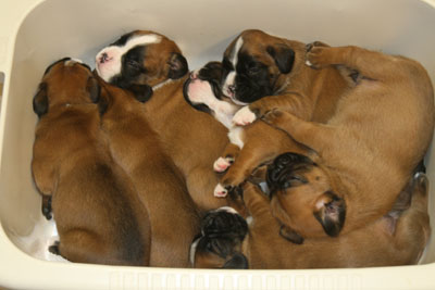 Ds im Wschekorb klein