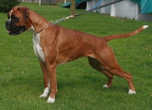 Eileen-vom-Brmchen- kl