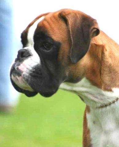 Elastic-Lacoste Kopf