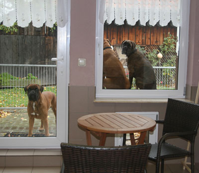 Fenstergaste_1_klein