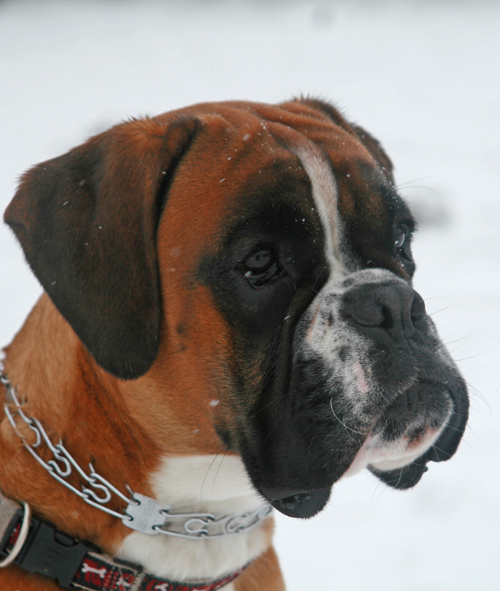 Florian kopf 2013 1 klein