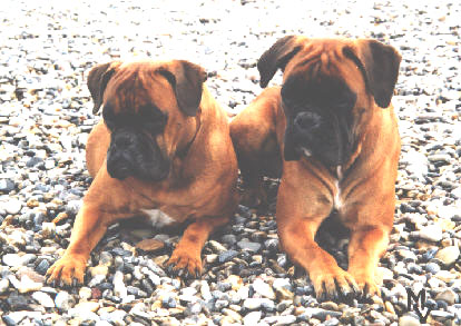Gerti vom Rammseck mit Tochter Anuschka vom Brmchen