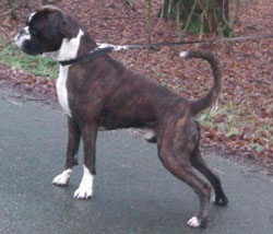 Gard-vom-Advokat2 kk Gard-vom-Advokat2 kk